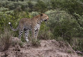 099 Leopard (Panthera pardus) - Sabi Sands South Africa