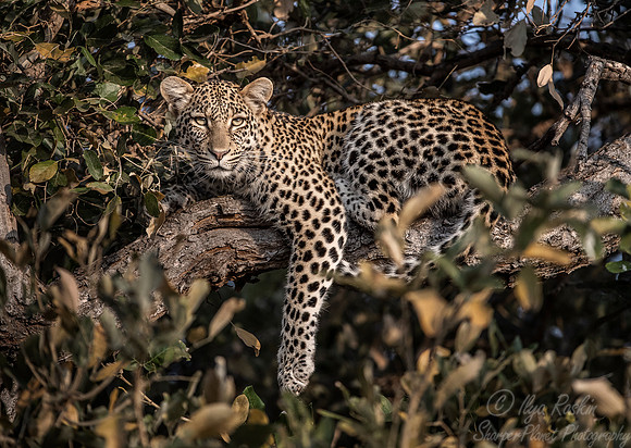 151 Leopard  (Panthera pardus) - KNP South Africa