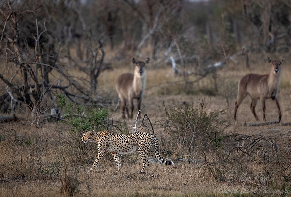 164 Cheetah (Acinonyx jubatus) - KNP South Africa