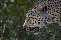 097 Leopard (Panthera pardus) - Sabi Sands South Africa