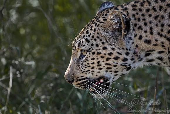 097 Leopard (Panthera pardus) - Sabi Sands South Africa