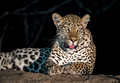 095 Leopard (Panthera pardus) - Sabi Sands South Africa