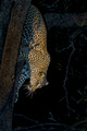 094 Leopard (Panthera pardus) - Sabi Sands South Africa
