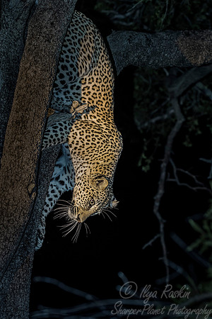 094 Leopard (Panthera pardus) - Sabi Sands South Africa