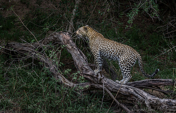 119 Leopard (Panthera pardus) - Sabi Sands South Africa