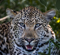 096 Leopard (Panthera pardus) - Sabi Sands South Africa