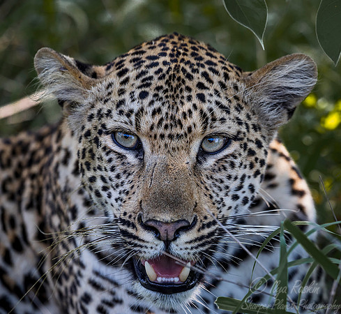 096 Leopard (Panthera pardus) - Sabi Sands South Africa