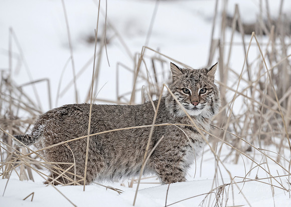 108 Bobcat (Lynx rufus) - Minnesota Wildlife Connection