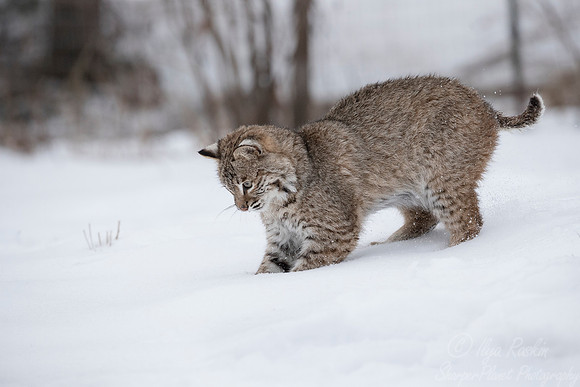 117 Bobcat (Lynx rufus) - Minnesota Wildlife Connection
