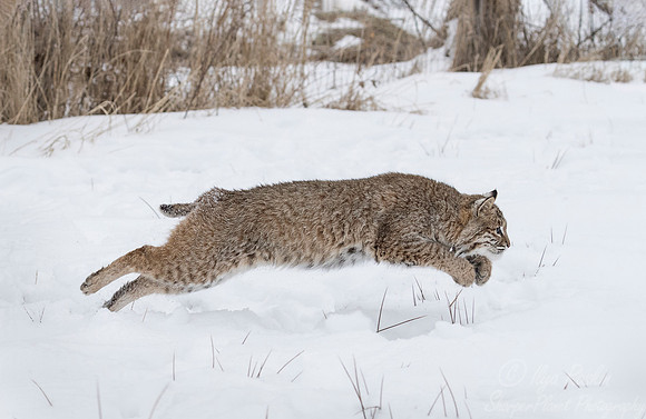 111 Bobcat (Lynx rufus) - Minnesota Wildlife Connection