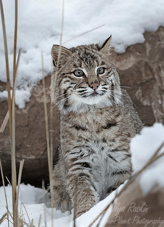 118 Bobcat (Lynx rufus) - Minnesota Wildlife Connection