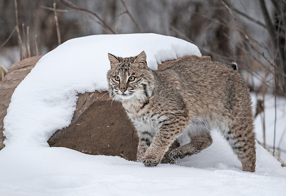 109 Bobcat (Lynx rufus) - Minnesota Wildlife Connection