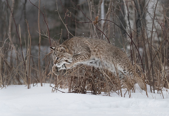 112 Bobcat (Lynx rufus) - Minnesota Wildlife Connection