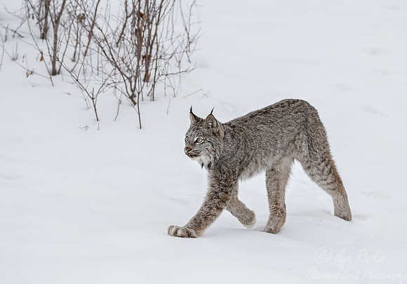 119 Canada Lynx (Lynx canadensis) - Minnesota Wildlife Connection