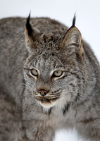 MAMMALS - CATS - NON AFRICAN 2