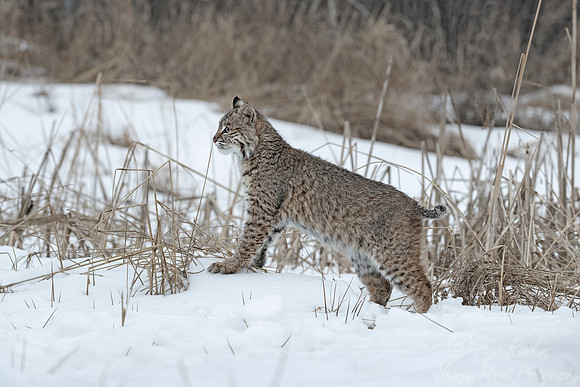 115 Bobcat (Lynx rufus) - Minnesota Wildlife Connection