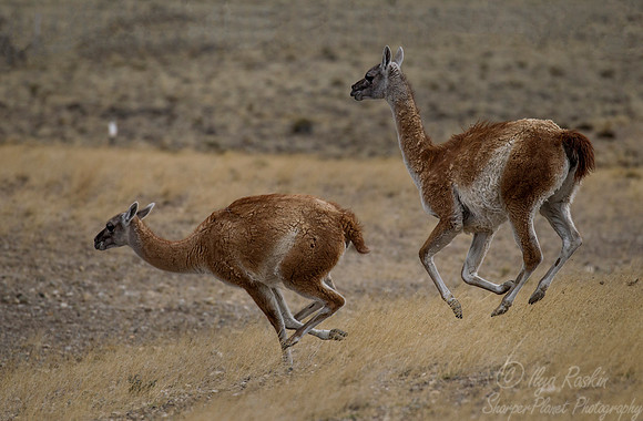163 Guanacos (Lama guanicoe) Argentina Patagonia