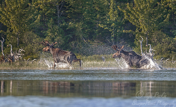 140 Moose (Alces alces) - Maine