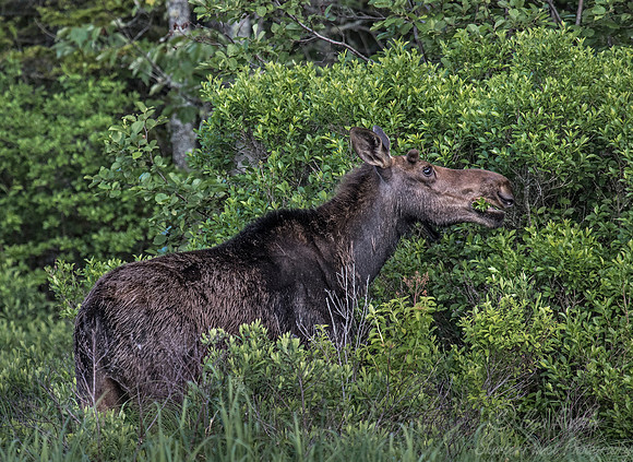 201 Moose (Alces alces) - ME
