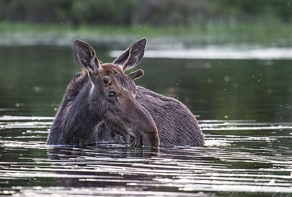 204 Moose (Alces alces) - ME