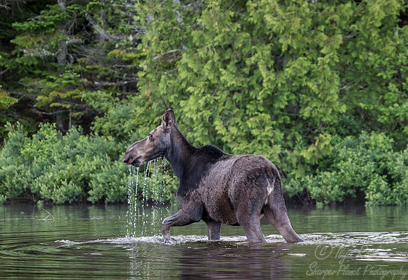 198 Moose (Alces alces) - ME