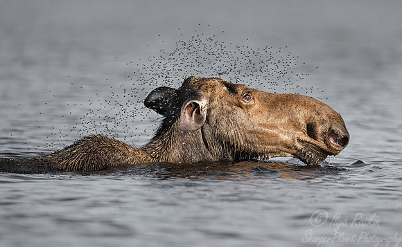 138 Moose (Alces alces) - Maine