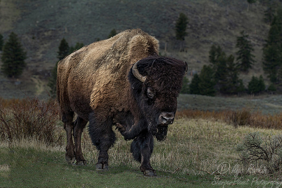 168 American Bison (Bison bison) Yellowstone NP