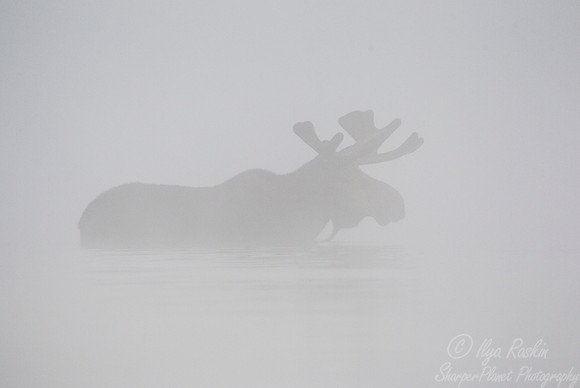 133 Moose (Alces alces) - Maine