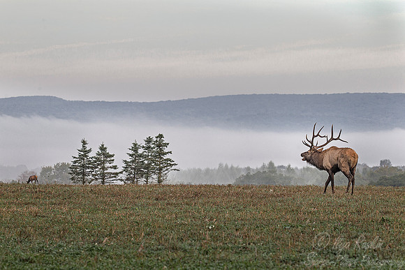 149 Elk (Cervus canadensis) - PA
