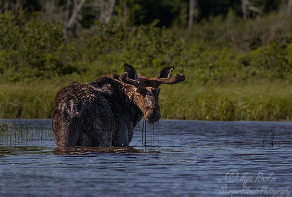 183 Moose (Alces alces) - ME