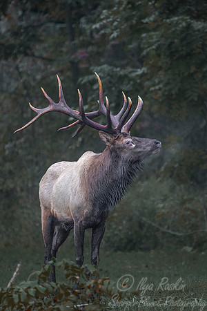 156 Elk (Cervus canadensis) - PA