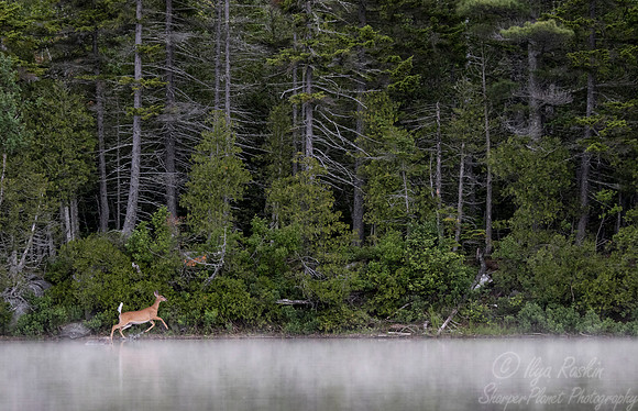 189 White-tailed Deer (Odocoileus virginianus) - ME