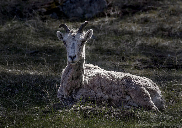 178 Bighorn sheep (Ovis canadensis) - Yellowstone NP