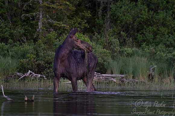 182 Moose (Alces alces) - ME