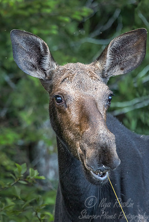 193 Moose (Alces alces) - ME