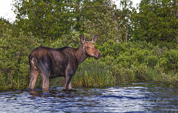 141 Moose (Alces alces) - Maine