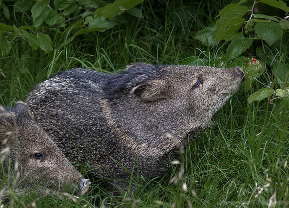 144 Peccary (also Javelina)(Pecari tajacu) - Texas