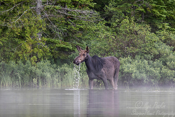 199 Moose (Alces alces) - ME