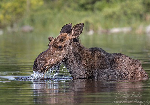 202 Moose (Alces alces) - ME