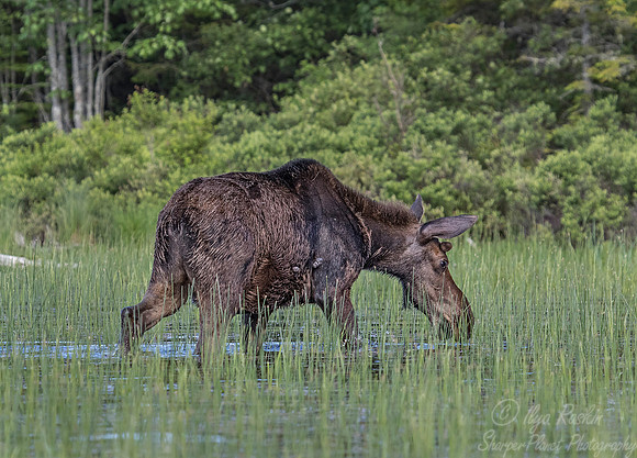 200 Moose (Alces alces) - ME