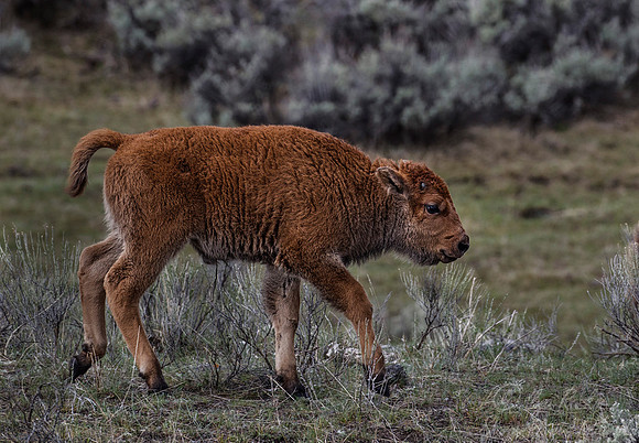 171 American Bison (Bison bison) Yellowstone NP