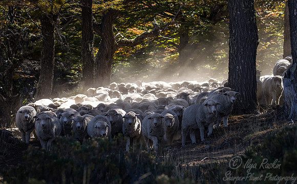 167 Sheep (Ovis aries) - Patagonia Chile