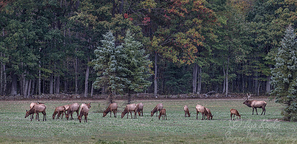145 Elk (Cervus canadensis) - PA