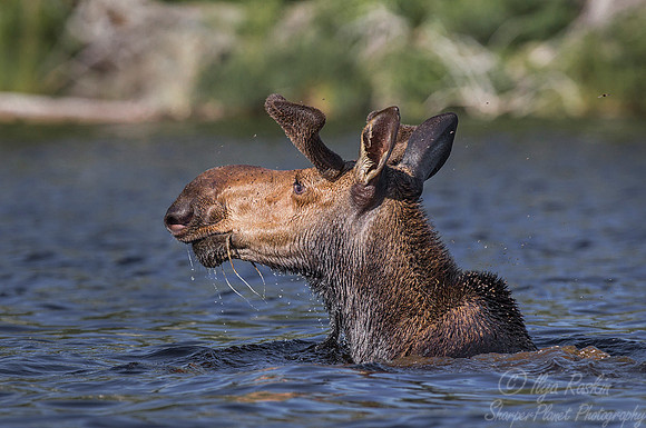 135 Moose (Alces alces) - Maine