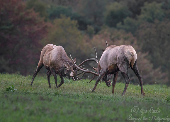 154 Elk (Cervus canadensis) - PA
