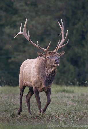 158 Elk (Cervus canadensis) - PA