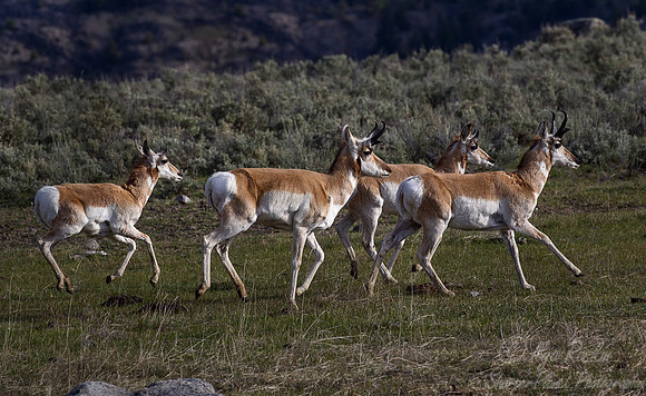 176 Pronghorns (Antilocapra americana) - Yellowstone NP