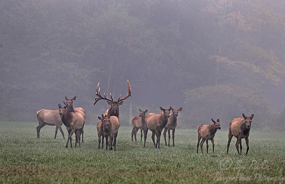 146 Elk (Cervus canadensis) - PA