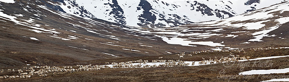 131 Reindeers (Caribou) (Rangifer tarandus) - Nome AK
