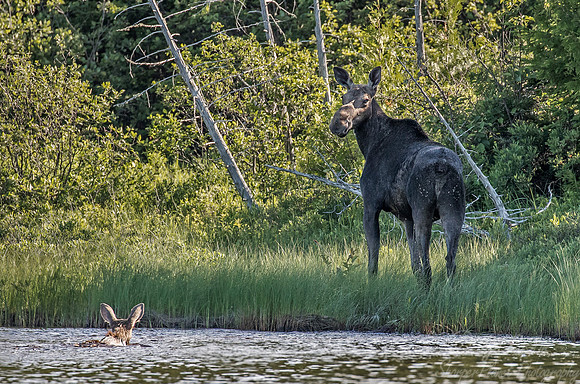 191 Moose (Alces alces) - ME